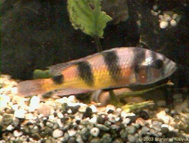 A. latifasciata Männchen