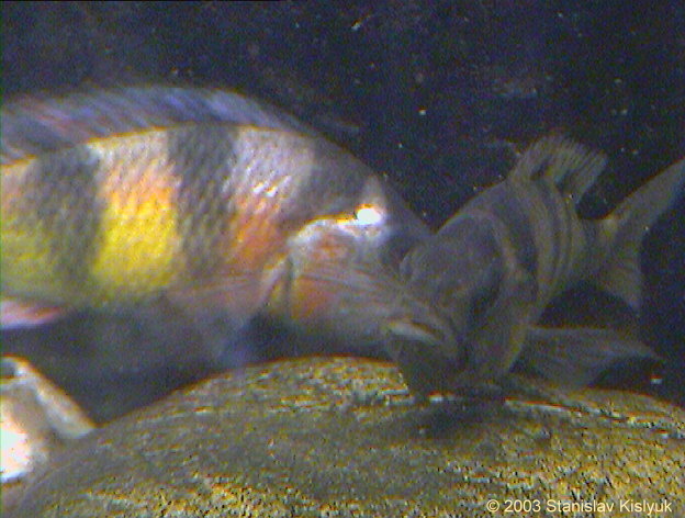 A. latifasciata