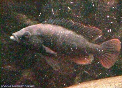 So könnte der Vorfahre der Victoriaseebuntbarsche aussehen- Astatotilapia nubila