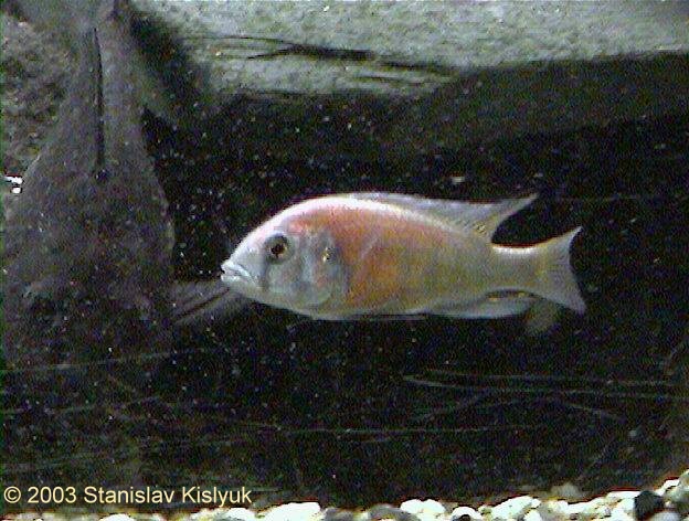 Ptyochromis sp. "Hippo Point Salmon"