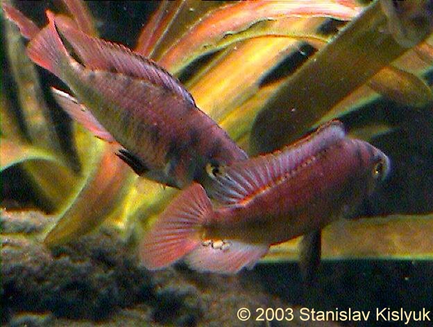 Kämpfende Haplochromis sp. "red shoulder"