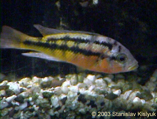 Paralabidochromis sp. "Rock Kribensis"