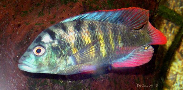 Haplochromis sp. "Thick Skin" WF
