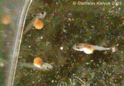 Larven von Haplochromis sp. "Red Shoulder"