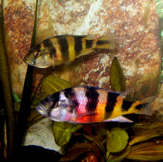 A. latifasciata