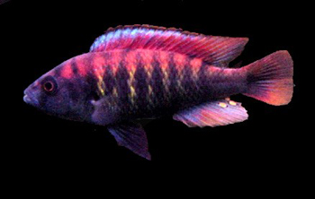 Haplochromis Nyererei Makobe Island